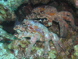 Crabs of a different color by Kent Keller 